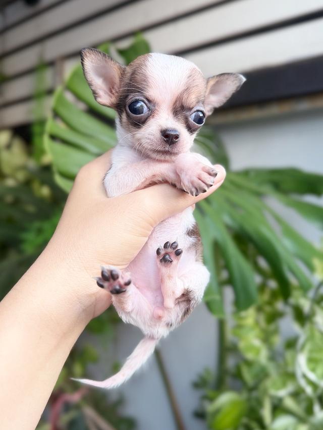 ชิวาวาแท้ ทีคัพ ขนสั้น เพศเมีย 8