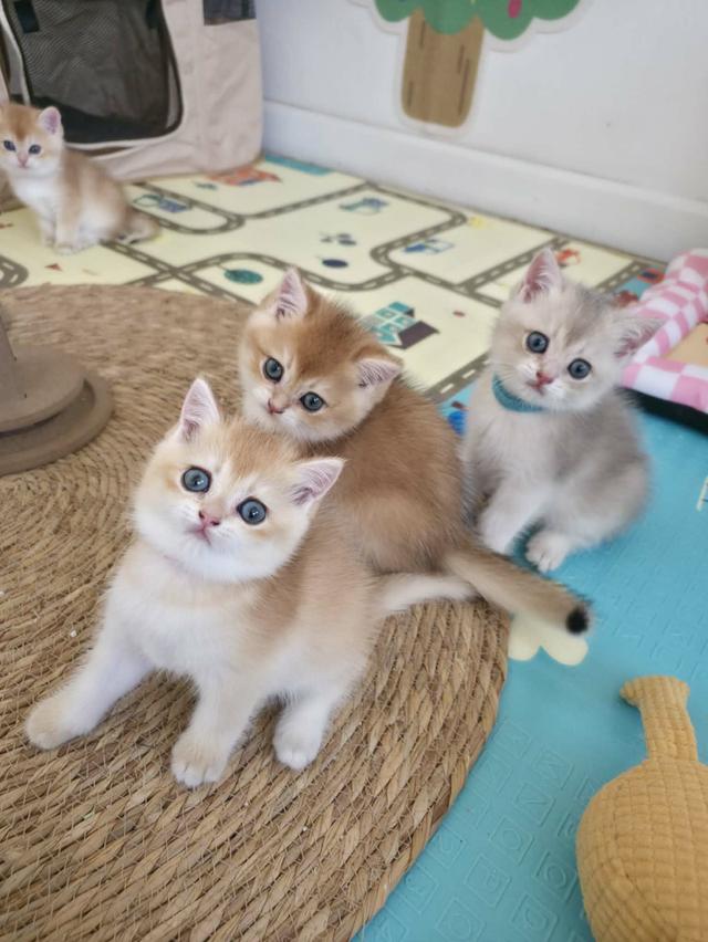 น้องแมวบริติช ช็อตแฮร์ รูปที่ 11