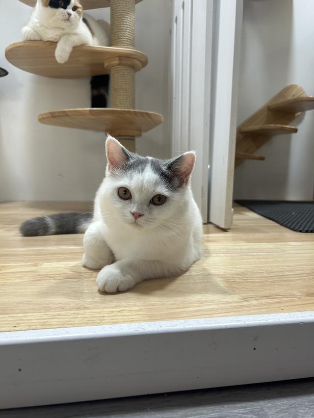 แมวบริติชช๊อตแฮร์(ขนสั้น) 2