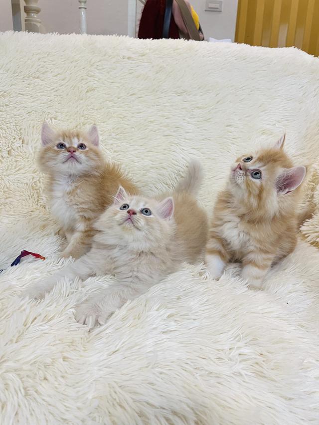 แมว เปอเซียสีส้ม ครีม🔥🔥🔥 รูปที่ 3