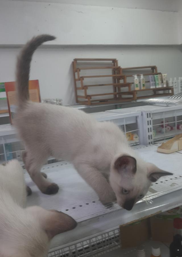 ลูกแมววิเชียรมาศแท้ มีใบเพด (SIAMESE CAT) 6