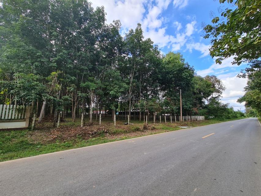 ขายที่ดินสวนยาง 2.40 ไร่ พร้อมโฉนด เหมาะแก่การลงทุน หลังวิทยาลัยการอาชีพปัว ต.ปัว จ.น่าน  2