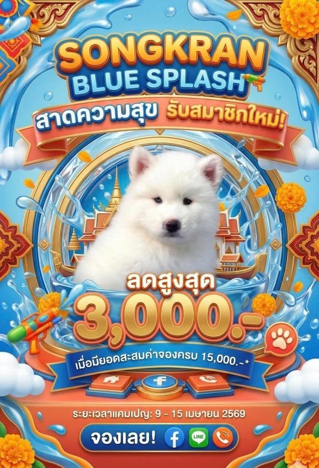 ฟาร์มไซบีเรียนช Husky thailand