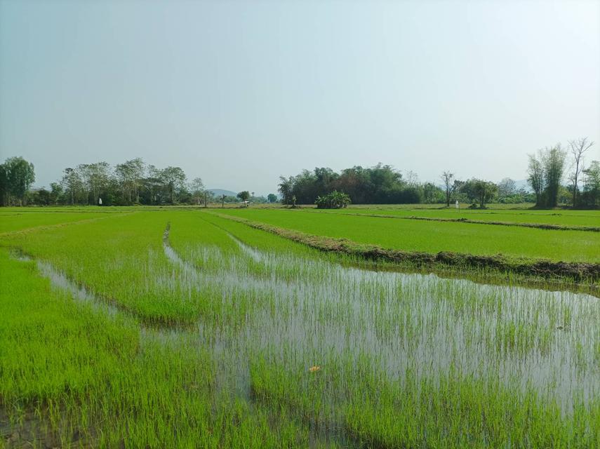 ขายที่ดิน 16ไร่1งาน ต.สง่าบ้าน อ.ดอยสะเก็ด จ.เชียงใหม่ 3