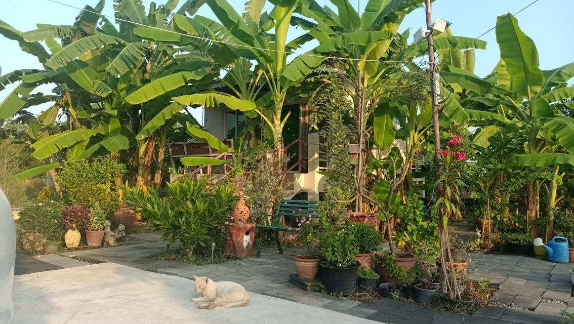 ขายบ้านพร้อมที่ดิน 200 ตารางวา 6