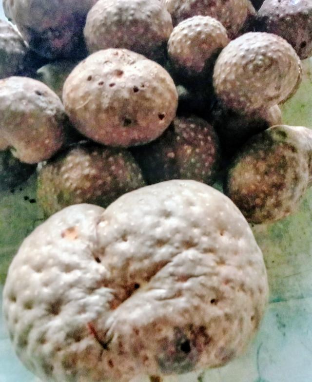 หัวว่านพระฉิม หรือว่านกลิ้งกลางดง