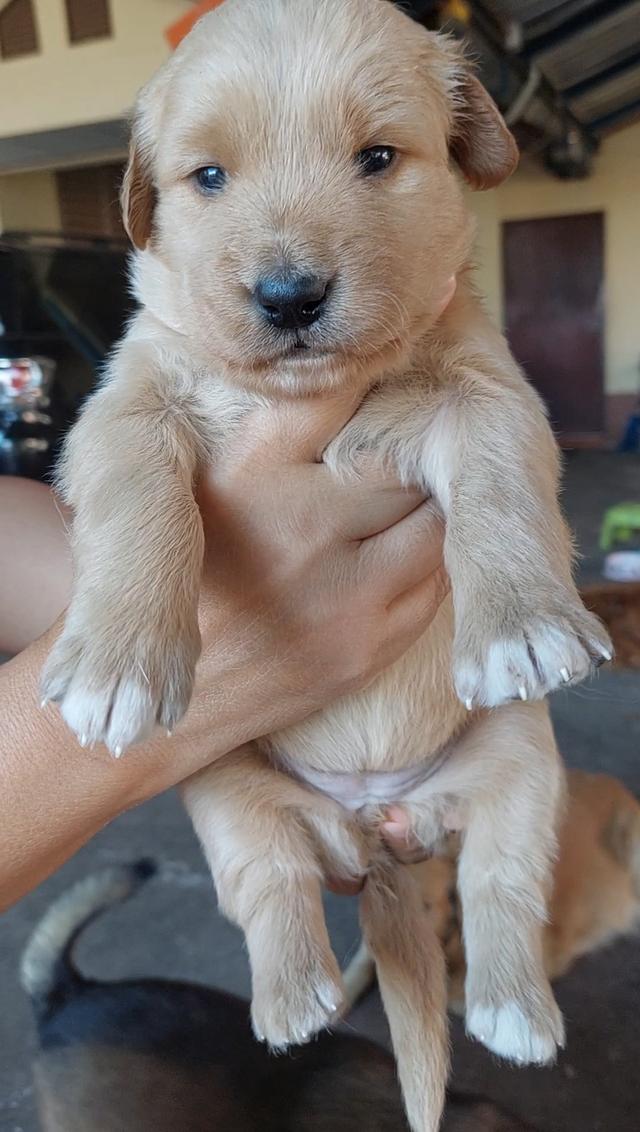 ลูกสุนัข โกลเด้น เพศเมีย