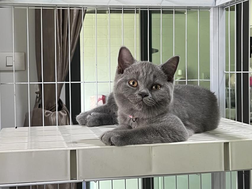 ลูกแมว บริติช ช็อตแฮร์ ใบเพ็ดนอกWCF(British Shorthair) 5