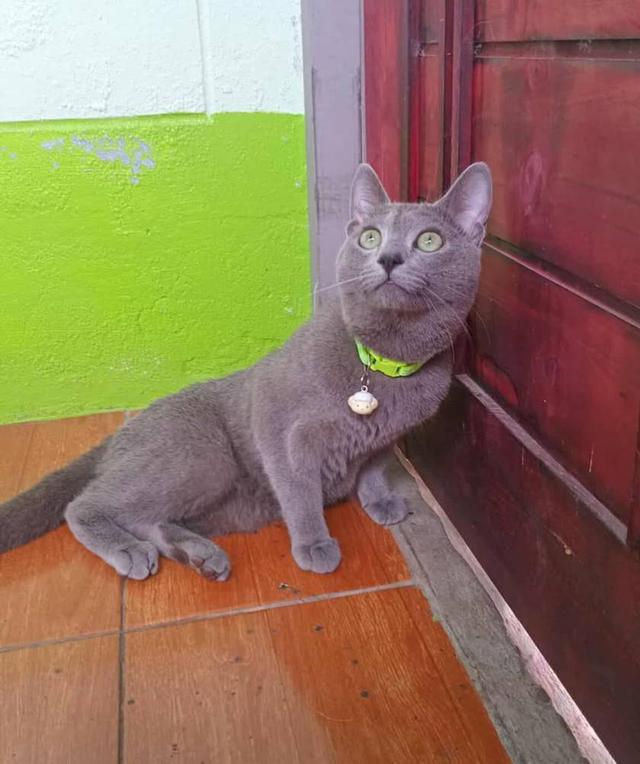 แมวรัสเซียน บลู/เพศผู้ นำเข้าจากเกาหลีใต้ มีเอกสารส่งออก+ฝังไมโครชิพ Russian Blue Cat/Male Imported from South Korea with export documents and