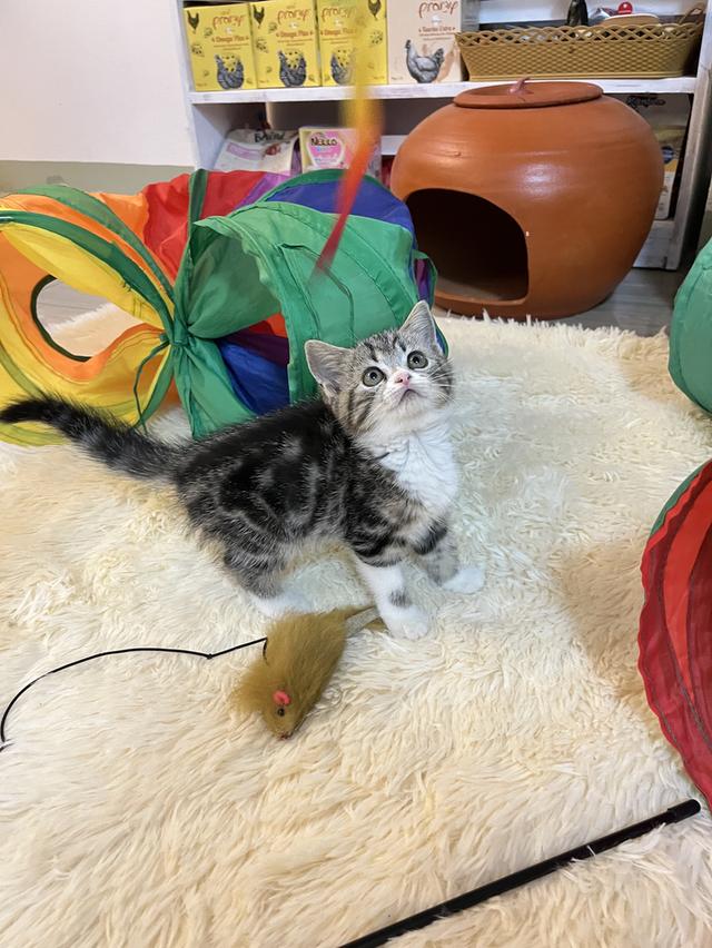 แมวสก๊อตติช   🥰😁😁❌❌❌❌ 9