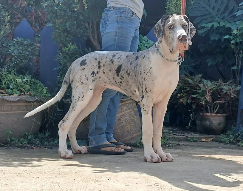 สุนัข เกรทเดน Great dane  2