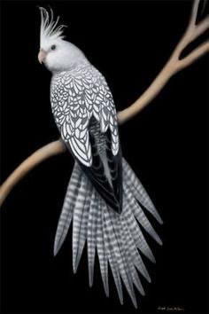 นกค็อกคาเทลลายสวยดำขาว