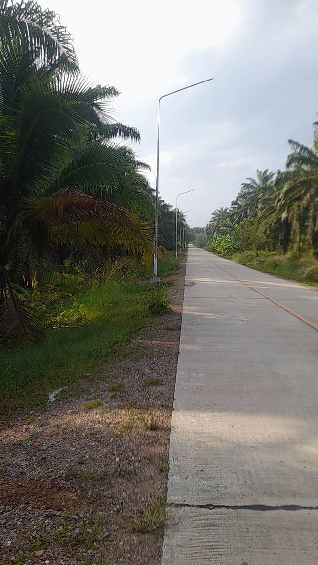 ที่ดินสวนปาล์ม นิคมท่าแซะ ชุมพร 9