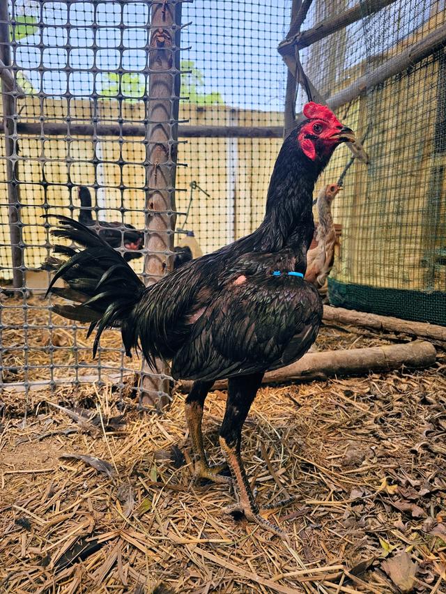 ไก่ชน เปรู+พม่า+ง่อน