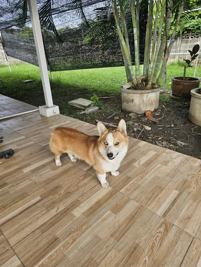 สุนัขcorgi