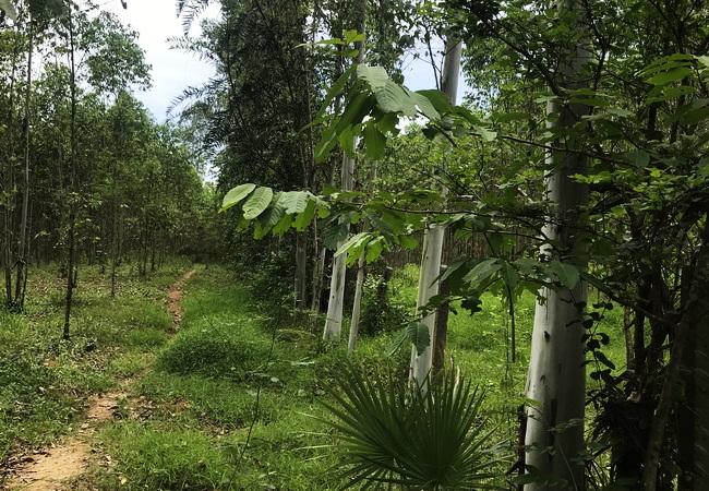 ขายที่ดิน บ้านแก้ง เมืองสระแก้ว เนื้อที่ 4-1-60 ไร่ ราคาต่อรองได้ 7
