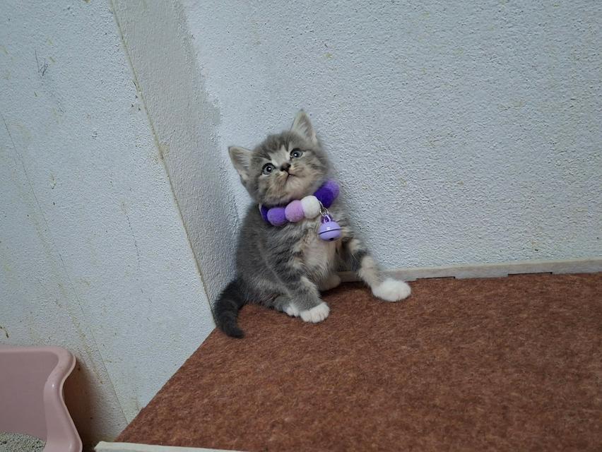 แมวสก๊อตติช ชาย1หญิง1 รูปที่ 2