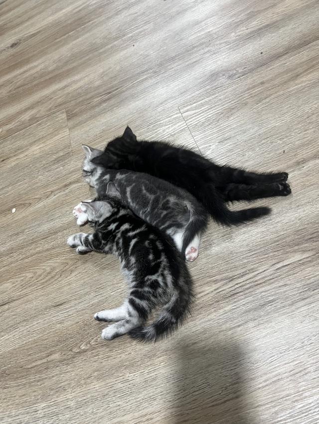 American Shorthair  4