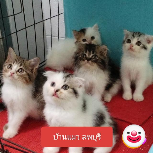 สก็อตติชแท้ลพบุรีสวยๆ
