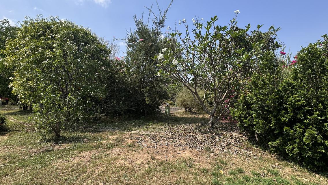 ขายที่สวน11 ไร่ พร้อมบ้าน2 หลัง มีรั้วล้อมรอบ ประตูรีโมท และรั้วล้อมสวน4ด้าน พร้อมต้นประดู่ ต้นกล้วย มะม่วง กระท้อน มะนาว มะกรูด 10