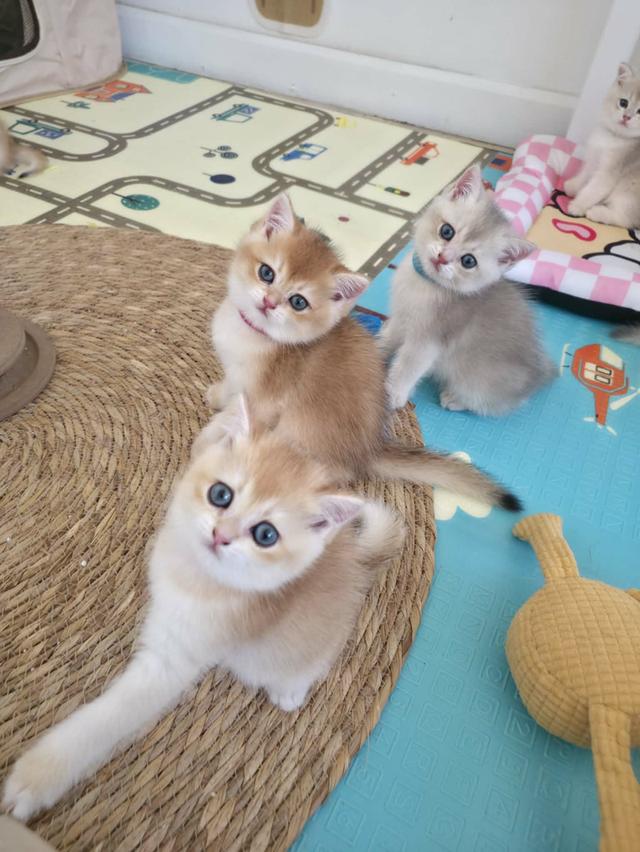 น้องแมวบริติช ช็อตแฮร์ รูปที่ 9