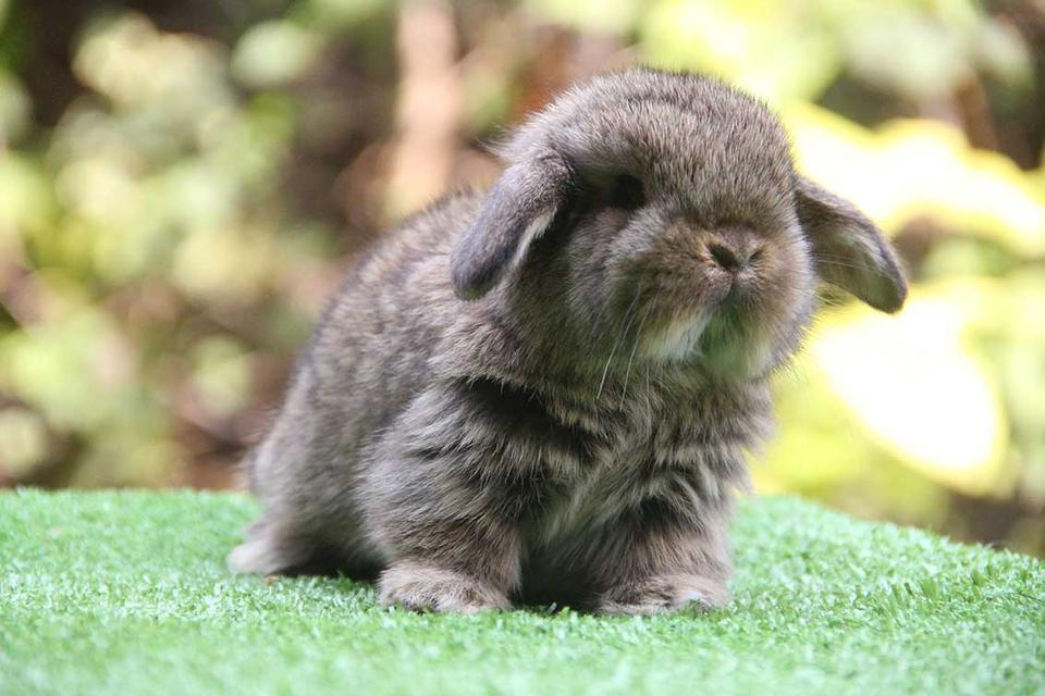 กระต่ายฮอลแลนด์ลอป (ญ) รูปที่ 2