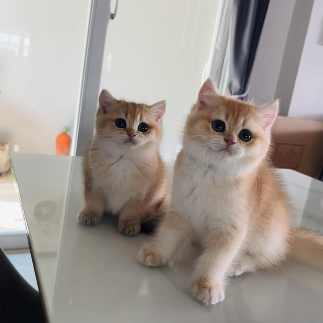 เปิดจองเด็กๆ บริติชช็อตแฮร์ รูปที่ 7