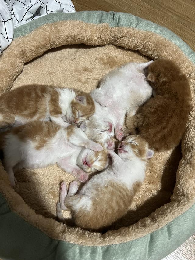  ลูกแมวเปอร์เซียแท้ เลี้ยงระบบปิด พร้อมย้ายบ้านเดือนธันวาคม น้องเกิดวันที่ 29/10/68 5