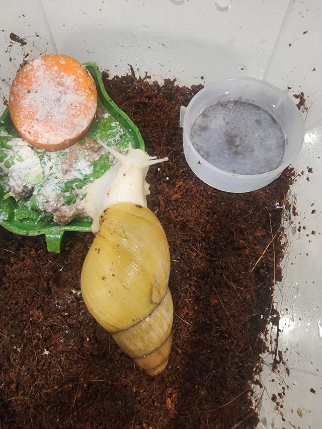 สัตว์เลี้ยงอื่นๆหอยทาก