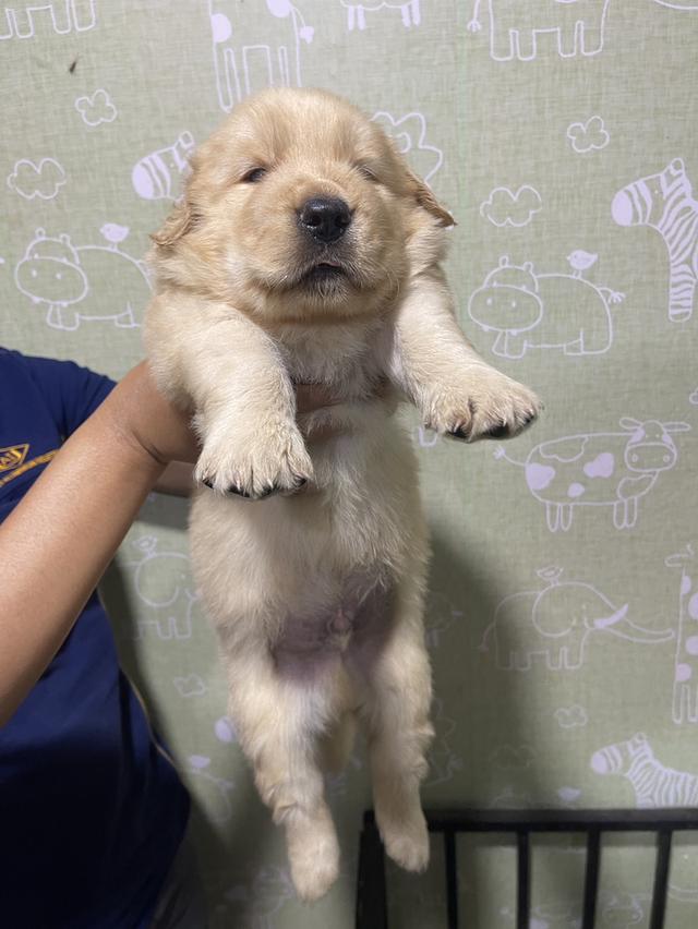 โกลเด้นรีทีฟเวอร์แท้