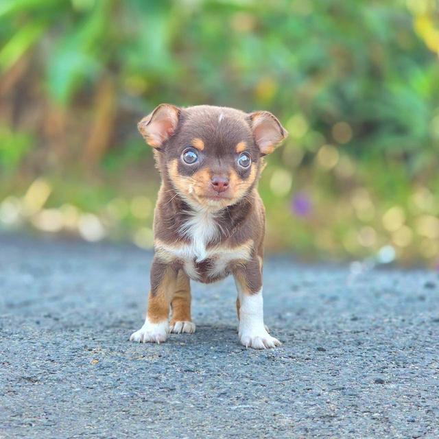 ชิวาวาแท้ขนสั้น สีช็อค ผู้ รูปที่ 10