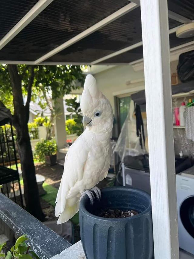 นกกระตั้วสีขาวสีสวย