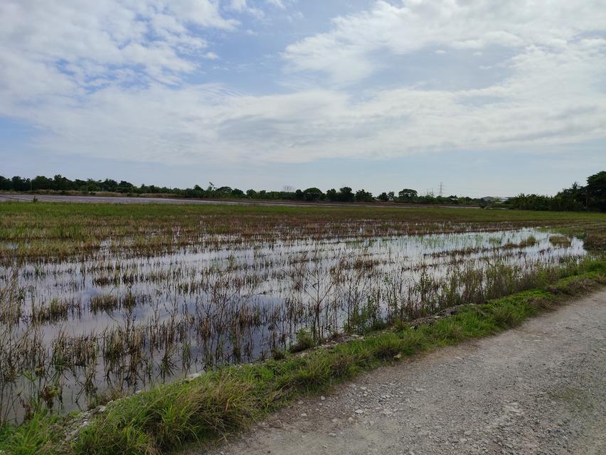 ขายที่ดิน ถนนคลองสิบ-สิบสี่ ซอย7 แขวงคลองสิบ เขตหนองจอก กรุงเทพฯ 10