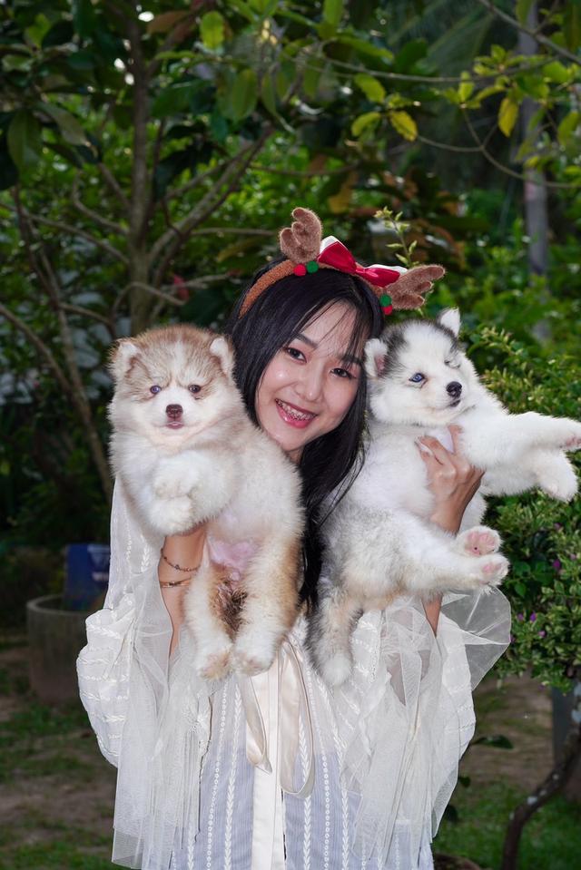 100% Purebred Siberian Husky Puppies — All Colors & Coats รูปที่ 5