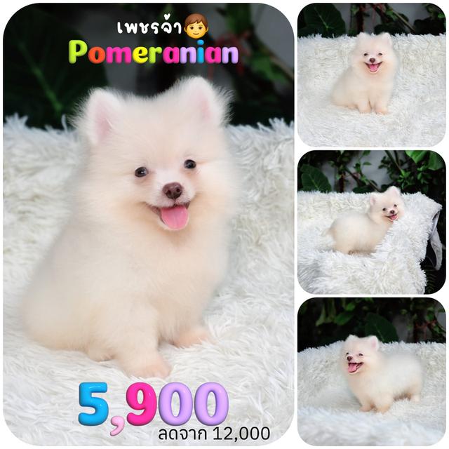 ปอมแท้เพศผู้สีขาวครีมวัคซีนแล้ว