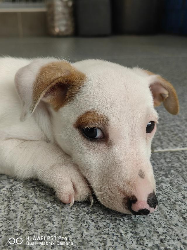 ลูกสุนัขแจ็ครัสเซล 6