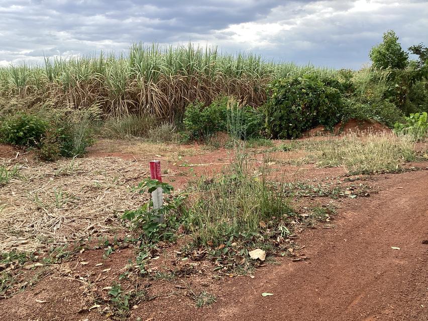 ขายที่ดิน76ไร่เพื่อโครงการโซล่าเซลล์ใน จ.สกลนคร 9