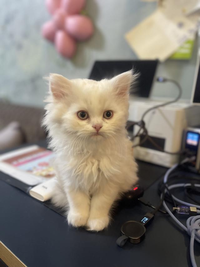 แมวขาว-(ชาย)2เดือน พร้อมย้ายบ้าน