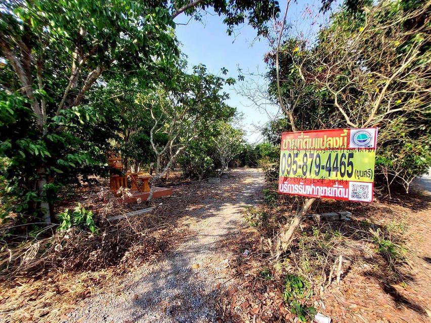 ขายด่วนที่ดิน 9-1-41 ไร่ ติดถนนสาธารณะ คลอง 11 ตอ. ซอย สมนึก อ.หนองเสือ จ.ปทุมธานี 8