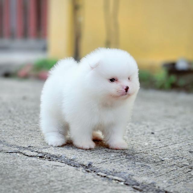 ปอมขาวเพศผู้สุดหล่อพันธุ์แท้พร้อมย้ายบ้าน 6