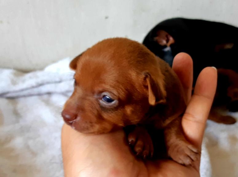 ขาย Miniature Pinscher ลูกหมาน้อย