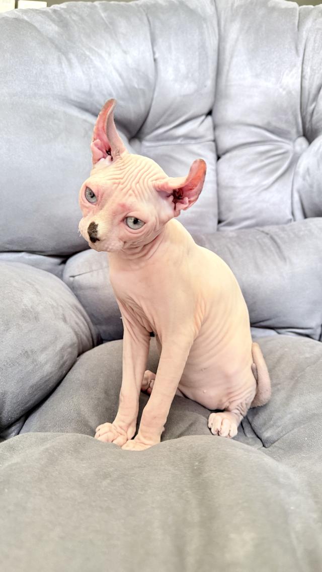 ลูกแมว สฟิงซ์ เพศเมีย Sphynx cat รูปที่ 10