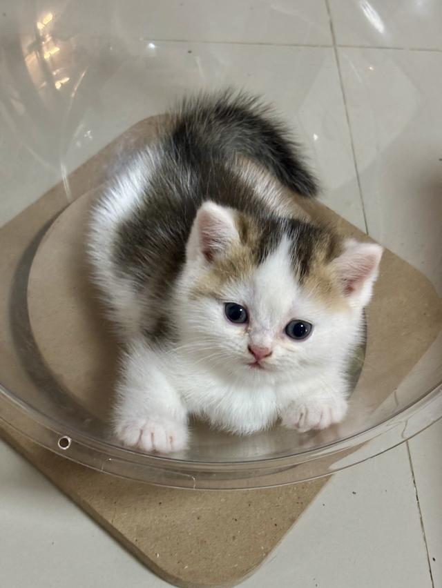 แมวบริติช British shorthair