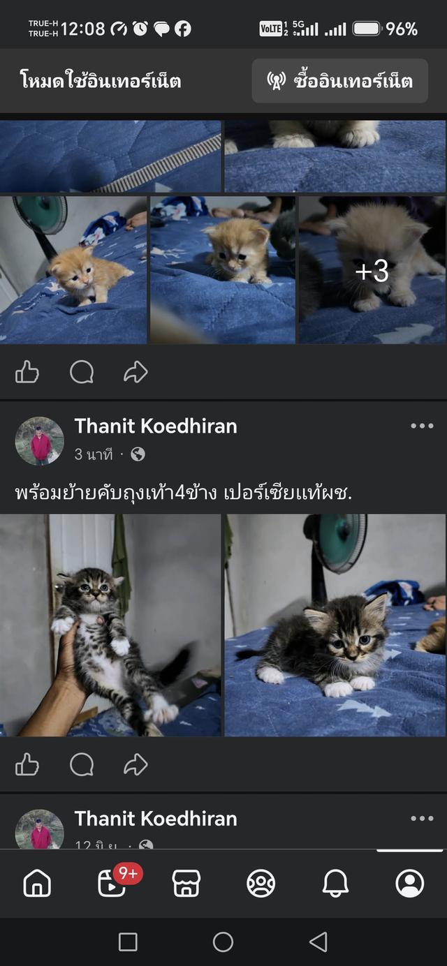แมวเปอร์เซียแท้กาญจนบุรี