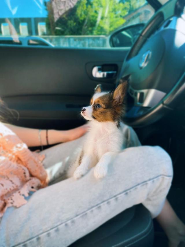 ...Papillon Puppies for sale ... รูปย่อยที่ 3