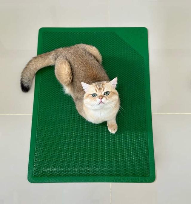 Cat Mat แผ่นดักทรายแมว 2