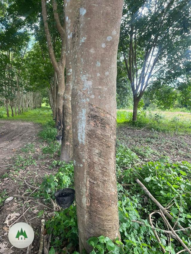 📣ขายที่ดิน ติดถนนใหญ่สายหลัก ด้านหลังติดแม่น้ำภาชี พร้อมสวนยาง อายุ 10 ปี เนื้อที่ 10 ไร่ 4