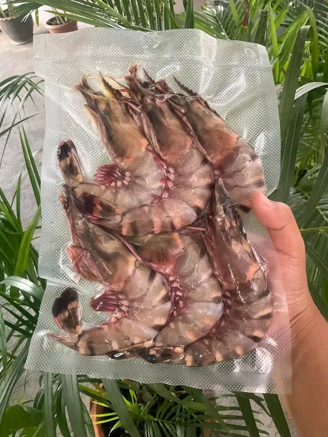 ของทะเลสดๆ กุ้งลายเสือ 2