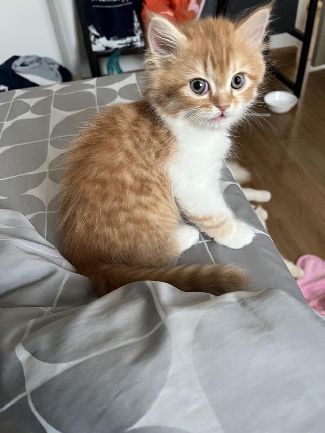 ลูกแมวเปอร์เซียแท้ เลี้ยงระบบปิด 5