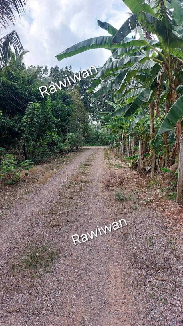 ขายที่ดิน สวนทุเรียน 2ไร่100ตรว. จ.ชุมพร 3